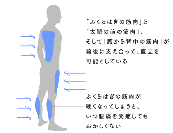 あなたの ふくらはぎ は硬くなっていませんか