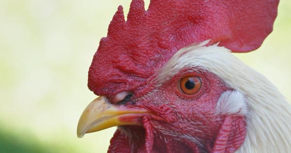 鳥インフルエンザに罹らない鶏を作る