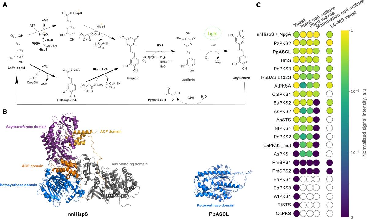 生合成ドロプロピジンのリーフレット
