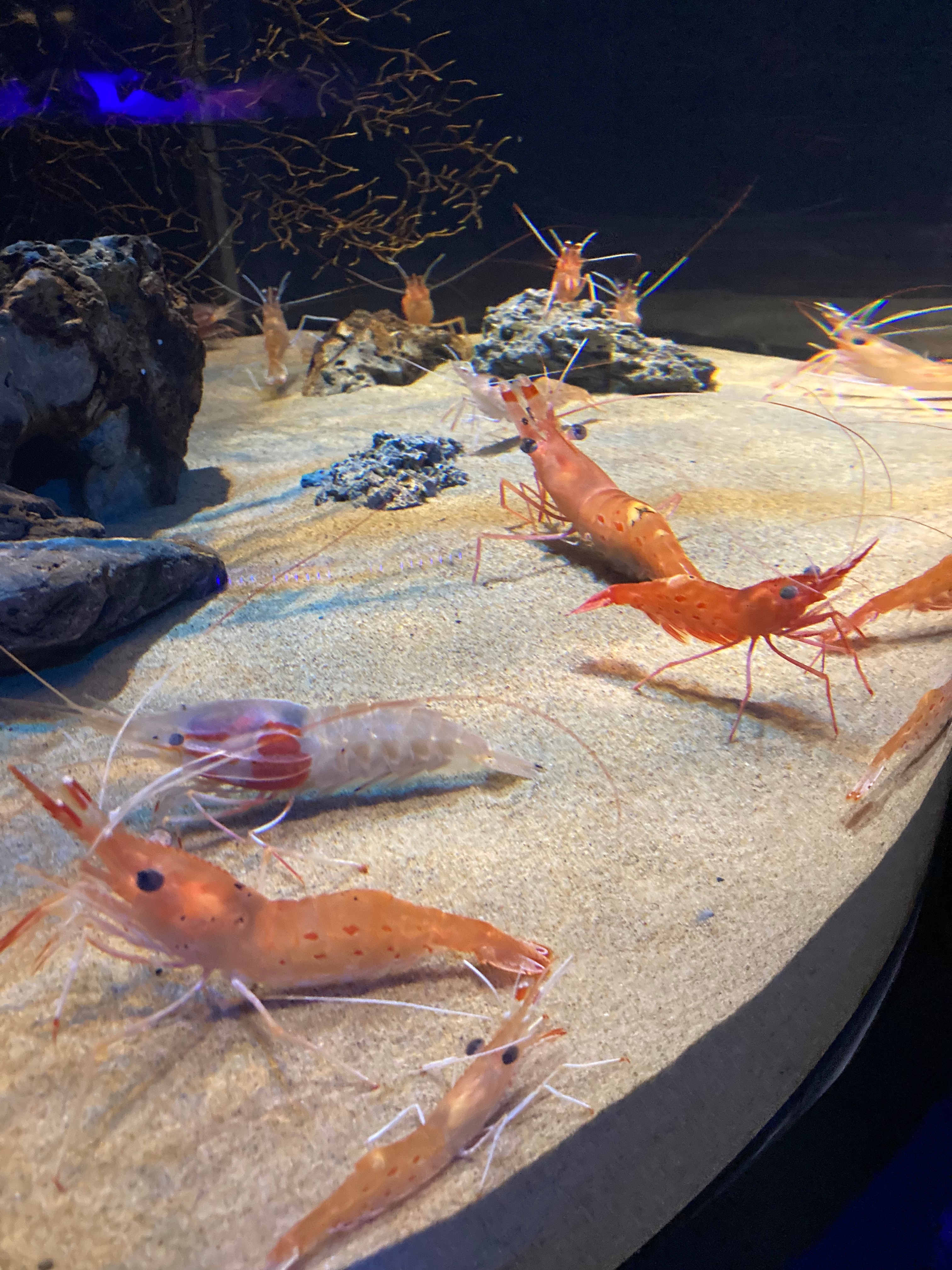 連載】シン・ニッポン紀行（その34）生きた化石シーラカンスは「未来