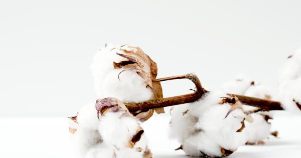 綿花の細胞農業の将来性
