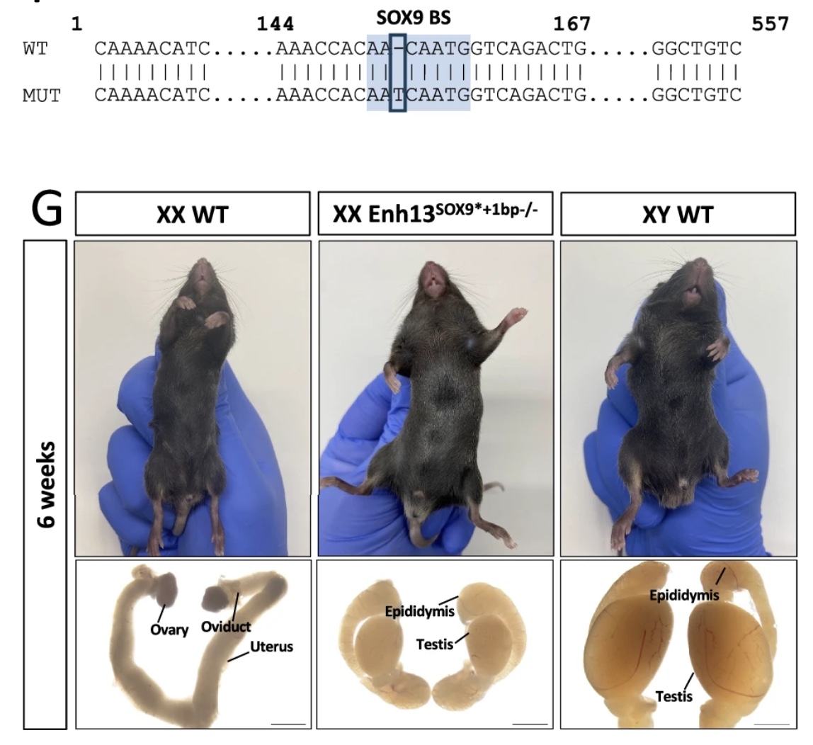 新研究】ゲノムのたった「1文字」の違いで切り替わる生物学的な「性」