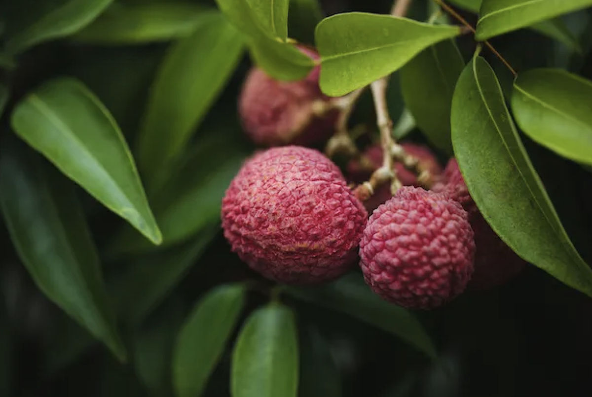 1粒1000 円ライチの成功要因を分析：緻密なブランディングと