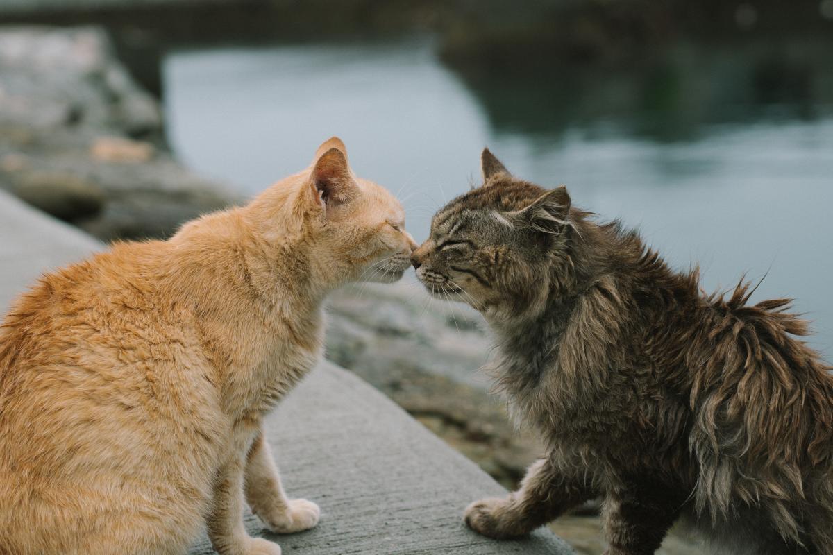 ノネコ問題にアプローチ。猫×希少野生動物の共存?