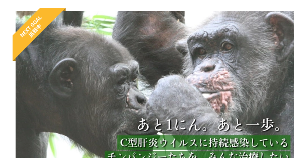 C型肝炎ウイルスの研究に使われたチンパンジー　京大が動物実験された彼らに支援募集