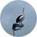 picker icon